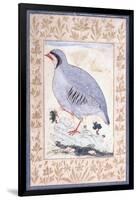 A Red-Legged Partridge, C. Mid 17th Century-null-Framed Giclee Print