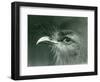 A Red-Legged Seriema at London Zoo in 1924 (B/W Photo)-Frederick William Bond-Framed Giclee Print