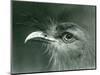 A Red-Legged Seriema at London Zoo in 1924 (B/W Photo)-Frederick William Bond-Mounted Giclee Print