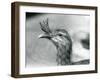 A Red-Legged Seriema at London Zoo in 1929 (B/W Photo)-Frederick William Bond-Framed Giclee Print