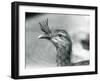 A Red-Legged Seriema at London Zoo in 1929 (B/W Photo)-Frederick William Bond-Framed Giclee Print