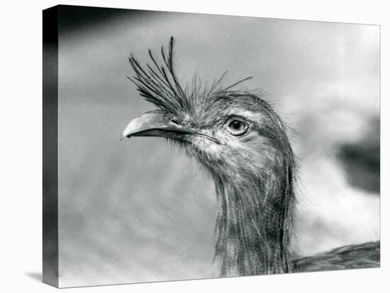 A Red-Legged Seriema at London Zoo in 1929 (B/W Photo)-Frederick William Bond-Stretched Canvas