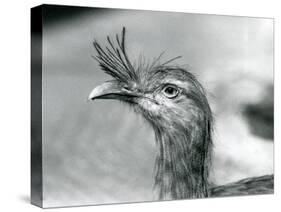 A Red-Legged Seriema at London Zoo in 1929 (B/W Photo)-Frederick William Bond-Stretched Canvas