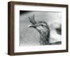 A Red-Legged Seriema at London Zoo in 1929 (B/W Photo)-Frederick William Bond-Framed Giclee Print