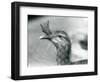 A Red-Legged Seriema at London Zoo in 1929 (B/W Photo)-Frederick William Bond-Framed Giclee Print