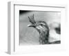 A Red-Legged Seriema at London Zoo in 1929 (B/W Photo)-Frederick William Bond-Framed Giclee Print