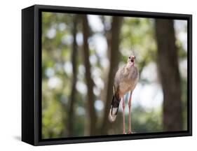 A Red-Legged Seriema Calls Out-Alex Saberi-Framed Stretched Canvas