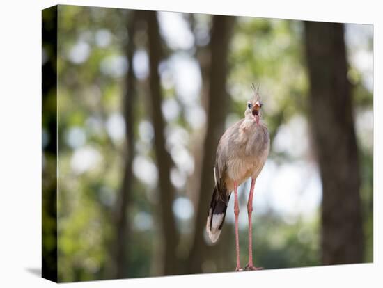 A Red-Legged Seriema Calls Out-Alex Saberi-Stretched Canvas