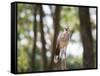 A Red-Legged Seriema Calls Out-Alex Saberi-Framed Stretched Canvas