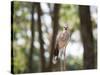 A Red-Legged Seriema Calls Out-Alex Saberi-Stretched Canvas