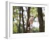 A Red-Legged Seriema Calls Out-Alex Saberi-Framed Photographic Print