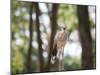 A Red-Legged Seriema Calls Out-Alex Saberi-Mounted Photographic Print