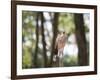 A Red-Legged Seriema Calls Out-Alex Saberi-Framed Photographic Print