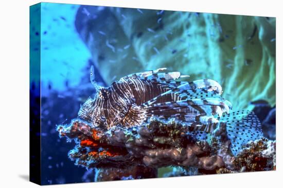 A Red Lionfish Resting on a Coral Reef Unthreatened-Stocktrek Images-Stretched Canvas