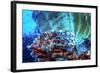 A Red Lionfish Resting on a Coral Reef Unthreatened-Stocktrek Images-Framed Photographic Print