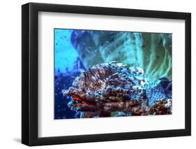 A Red Lionfish Resting on a Coral Reef Unthreatened-Stocktrek Images-Framed Photographic Print