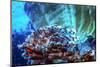 A Red Lionfish Resting on a Coral Reef Unthreatened-Stocktrek Images-Mounted Photographic Print