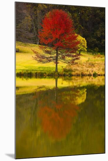 A Red Maple Tree's Reflection in the Pond in Autumn, Vienna, Virginia.-Jolly Sienda-Mounted Photographic Print