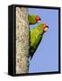 A Red-Masked Parakeet Peers from a Nest Cavity in South Florida.-Neil Losin-Framed Stretched Canvas