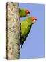 A Red-Masked Parakeet Peers from a Nest Cavity in South Florida.-Neil Losin-Stretched Canvas