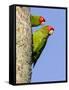 A Red-Masked Parakeet Peers from a Nest Cavity in South Florida.-Neil Losin-Framed Stretched Canvas