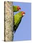 A Red-Masked Parakeet Peers from a Nest Cavity in South Florida.-Neil Losin-Stretched Canvas