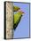 A Red-Masked Parakeet Peers from a Nest Cavity in South Florida.-Neil Losin-Framed Stretched Canvas