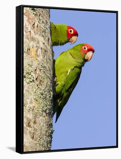 A Red-Masked Parakeet Peers from a Nest Cavity in South Florida.-Neil Losin-Framed Stretched Canvas