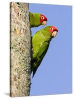 A Red-Masked Parakeet Peers from a Nest Cavity in South Florida.-Neil Losin-Stretched Canvas