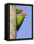 A Red-Masked Parakeet Peers from a Nest Cavity in South Florida.-Neil Losin-Framed Stretched Canvas