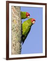 A Red-Masked Parakeet Peers from a Nest Cavity in South Florida.-Neil Losin-Framed Photographic Print