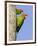 A Red-Masked Parakeet Peers from a Nest Cavity in South Florida.-Neil Losin-Framed Photographic Print