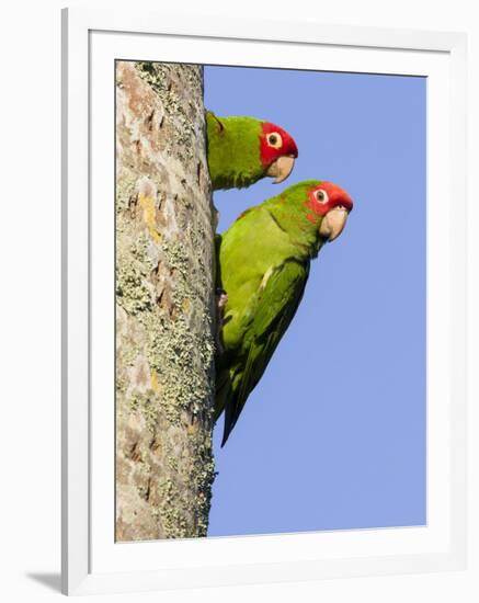 A Red-Masked Parakeet Peers from a Nest Cavity in South Florida.-Neil Losin-Framed Photographic Print