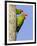 A Red-Masked Parakeet Peers from a Nest Cavity in South Florida.-Neil Losin-Framed Photographic Print