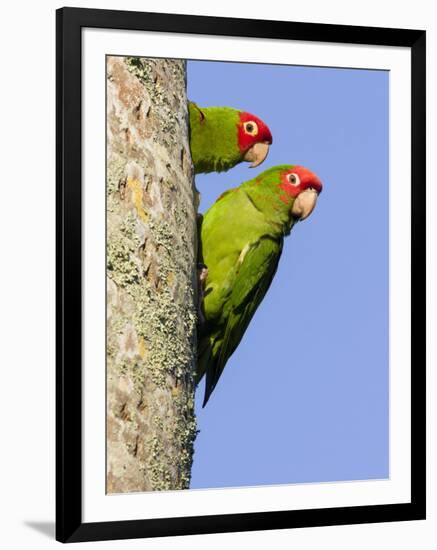 A Red-Masked Parakeet Peers from a Nest Cavity in South Florida.-Neil Losin-Framed Photographic Print