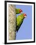 A Red-Masked Parakeet Peers from a Nest Cavity in South Florida.-Neil Losin-Framed Photographic Print