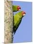 A Red-Masked Parakeet Peers from a Nest Cavity in South Florida.-Neil Losin-Mounted Photographic Print