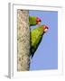 A Red-Masked Parakeet Peers from a Nest Cavity in South Florida.-Neil Losin-Framed Photographic Print