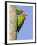 A Red-Masked Parakeet Peers from a Nest Cavity in South Florida.-Neil Losin-Framed Photographic Print