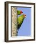 A Red-Masked Parakeet Peers from a Nest Cavity in South Florida.-Neil Losin-Framed Photographic Print