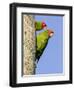 A Red-Masked Parakeet Peers from a Nest Cavity in South Florida.-Neil Losin-Framed Photographic Print