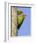 A Red-Masked Parakeet Peers from a Nest Cavity in South Florida.-Neil Losin-Framed Photographic Print