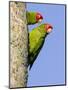 A Red-Masked Parakeet Peers from a Nest Cavity in South Florida.-Neil Losin-Mounted Photographic Print