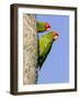 A Red-Masked Parakeet Peers from a Nest Cavity in South Florida.-Neil Losin-Framed Photographic Print