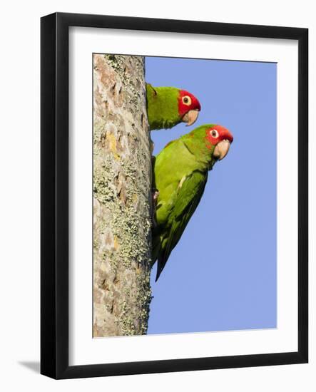 A Red-Masked Parakeet Peers from a Nest Cavity in South Florida.-Neil Losin-Framed Photographic Print
