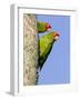 A Red-Masked Parakeet Peers from a Nest Cavity in South Florida.-Neil Losin-Framed Photographic Print