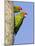 A Red-Masked Parakeet Peers from a Nest Cavity in South Florida.-Neil Losin-Mounted Photographic Print