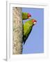 A Red-Masked Parakeet Peers from a Nest Cavity in South Florida.-Neil Losin-Framed Photographic Print