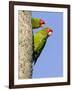 A Red-Masked Parakeet Peers from a Nest Cavity in South Florida.-Neil Losin-Framed Photographic Print