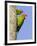 A Red-Masked Parakeet Peers from a Nest Cavity in South Florida.-Neil Losin-Framed Photographic Print